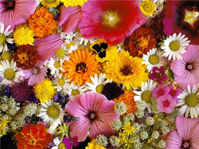 Новая коллекция срезанных цветов в «Оазис Цветок»